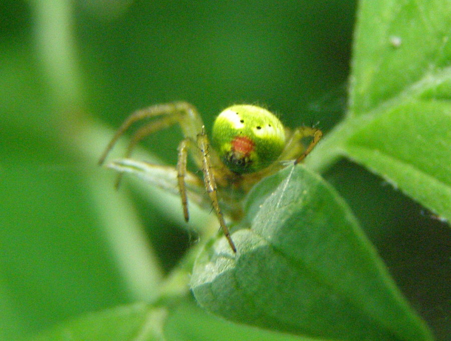 Lato B (ragni visti da dietro)